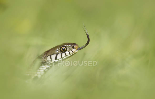 Primer plano de la serpiente de hierba moviendo la lengua en la naturaleza - foto de stock