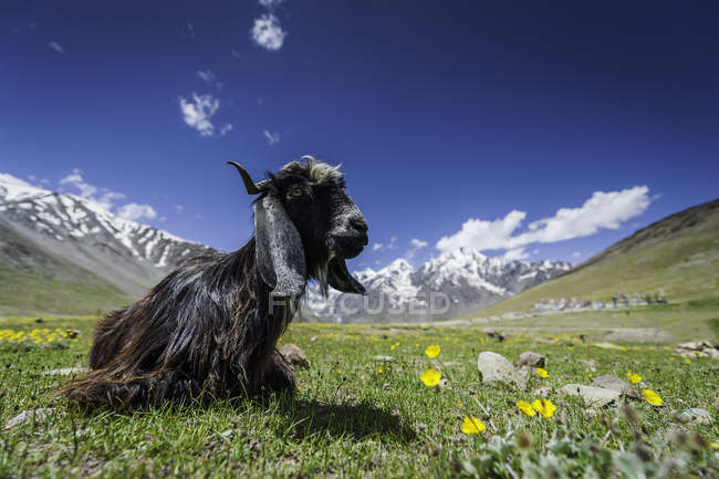 Capra seduta nel paesaggio montano, passo del kumzum, Himachal Pradesh, India — Foto stock