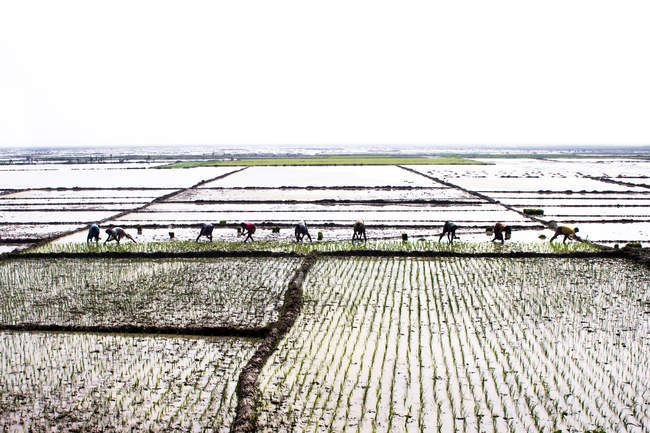 Blick auf Bauern, die Oryza sativa pflanzen — Stockfoto