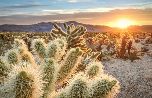 Teddy bear cholla cactus no parque nacional de Joshua tree ao pôr do sol, Califórnia EUA — Fotografia de Stock