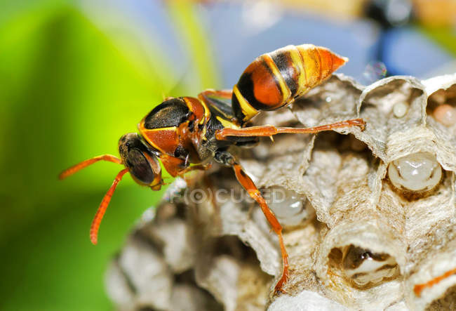 Vista close-up de vespa guardando colmeia — Fotografia de Stock