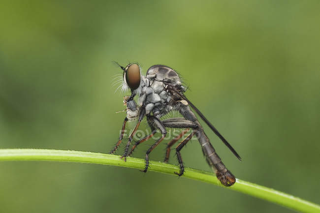 Robberfly sentado na planta contra fundo desfocado — Fotografia de Stock