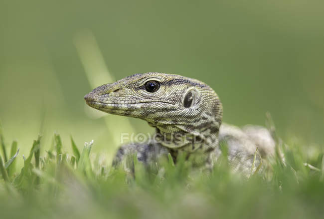 Затуманенная ящерица-монитор смотрит сбоку в траве — стоковое фото