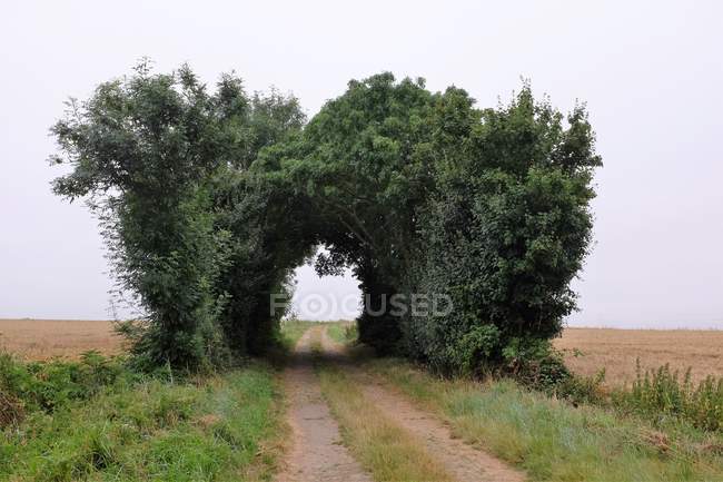 Road through arch made of trees, Niort, France — Stock Photo