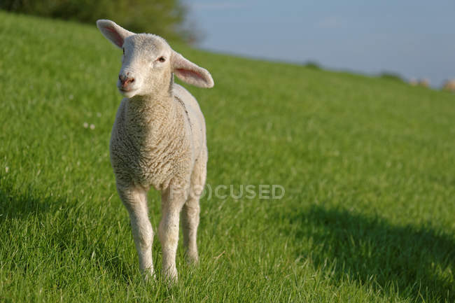 Agnello in piedi in campo verde e guardando lateralmente — Foto stock