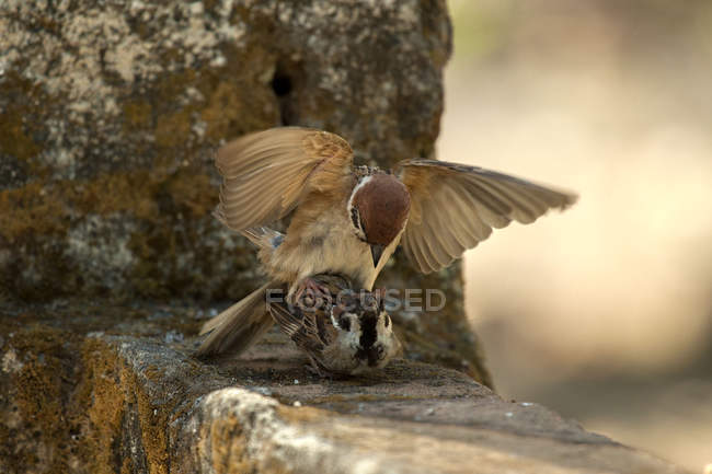 Vue rapprochée de l'accouplement de deux oiseaux, Jember, Indonésie — Photo de stock