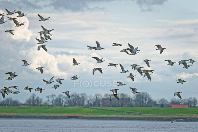 Troupeau d'oiseaux-bernacles survolant la rivière Ems, Oldersum, Basse-Saxe, Allemagne — Photo de stock