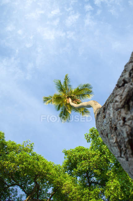 Low angle view of a palm tree, Barbados — Stock Photo