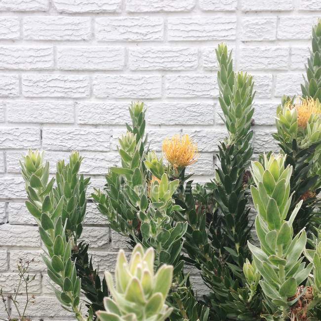 Buisson de fleurs contre un mur de briques — Photo de stock