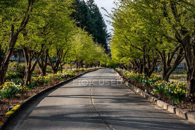 Живописный вид на пустую дорогу с деревьями — стоковое фото