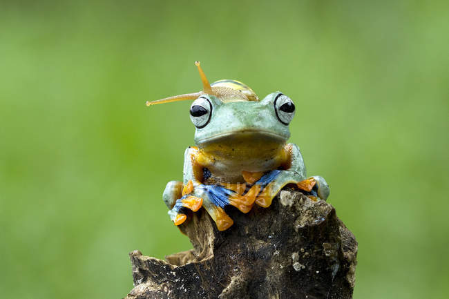 Snail sitting on dumpy tree frog, funny picture concept — Stock Photo