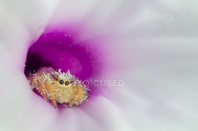 Closeup view of spider sitting in flower — Stock Photo