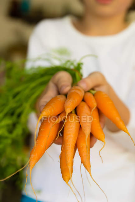 Mãos de menino segurando monte de cenouras frescas colhidas — Fotografia de Stock