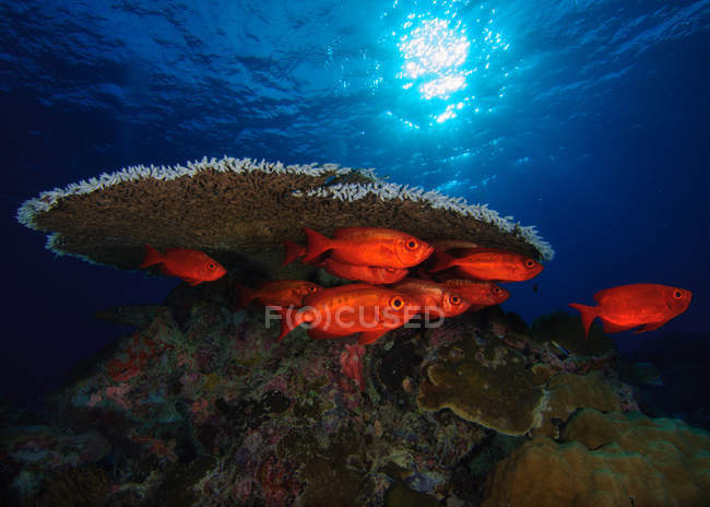 Shoal de peces escondidos junto al arrecife de coral bajo el agua - foto de stock