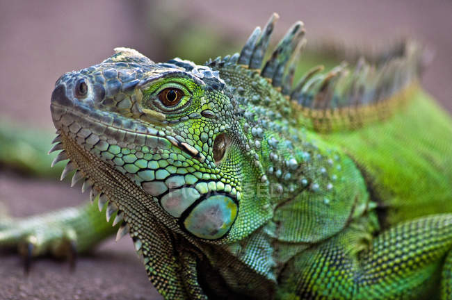Vista de close-up do lagarto iguana contra fundo desfocado — Fotografia de Stock
