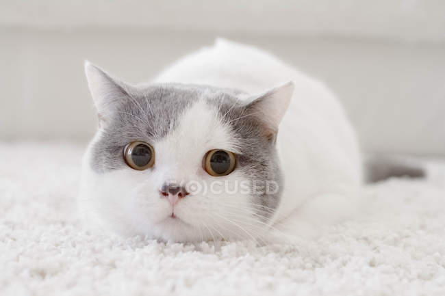 Retrato de un gato de taquigrafía británico acostado sobre una alfombra - foto de stock