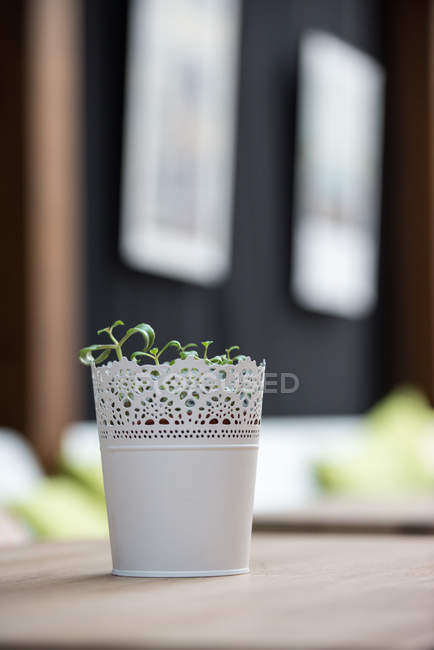 Seedlings growing in a pot in living room, blurred background — Stock Photo