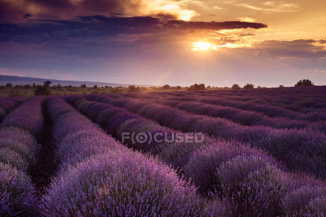 Scenic view of sunrise over lavender flower field — Stock Photo