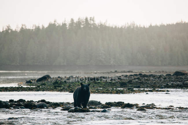 Urso selvagem caminhando no rio rochoso contra a floresta verde em Ucluelet, Vancouver, Colúmbia Britânica, Canadá — Fotografia de Stock