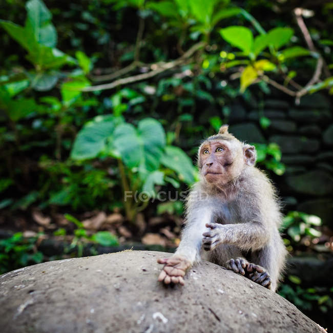 Lindo mono de cola larga, Ubud, Bali, Indonesia - foto de stock