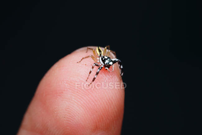 Крупный план миниатюрного паука на кончике пальца на черном фоне — стоковое фото