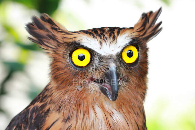 Close-up portrait of an cute young owl, Indonesia — Stock Photo