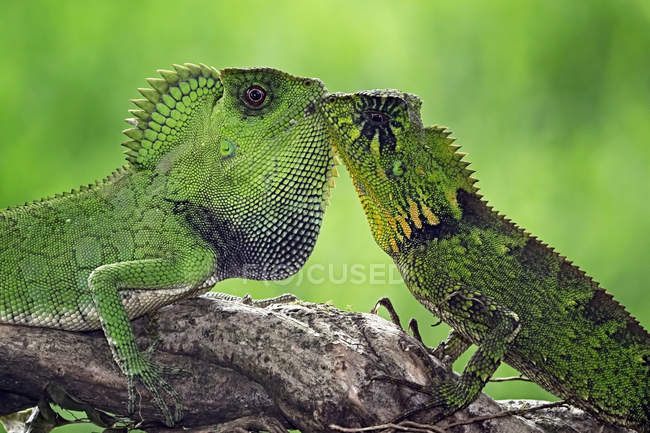 Close-up of Two chameleons kissing on tree branch — Stock Photo