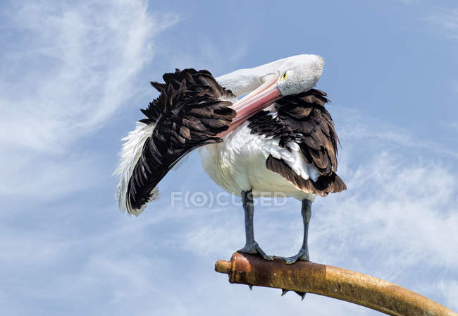 Australian Pelican preening wing wing against blue sky, Austrália — Fotografia de Stock