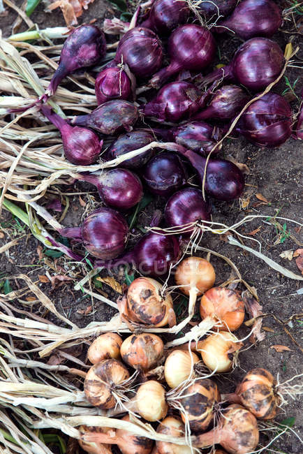 Top view of Fresh red and white onions on ground outdoors — Stock Photo