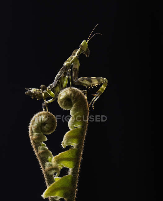 Diablos flor mantis sentado en plantón contra fondo negro - foto de stock