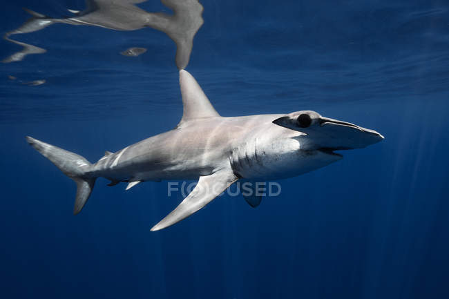 Requin marteau lisse nageant dans l'océan — Photo de stock