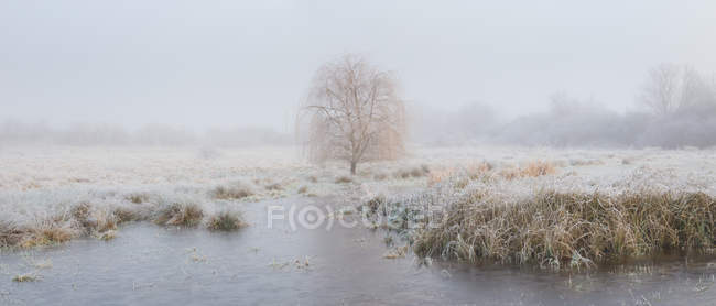 Scenic view of tree and frozen lake near Ely, Cambridgeshire, England, UK — Stock Photo