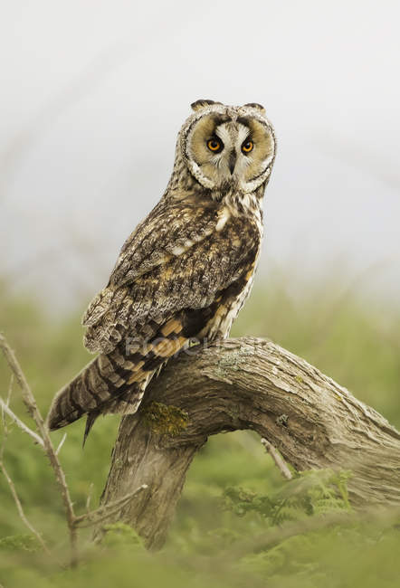 Long-eared Owl (Asio otus) perched on a branch against blurred background — Stock Photo