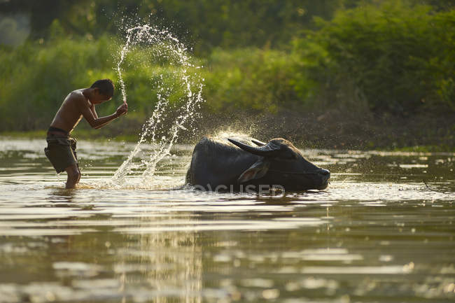 Ragazzo e bufalo nel lavaggio del fiume, Thailandia — Foto stock