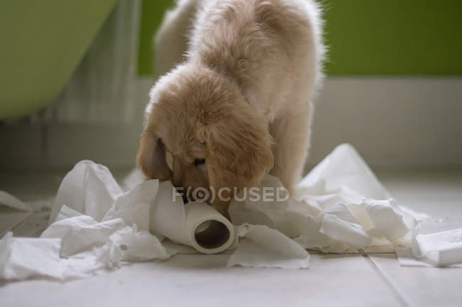 Золотистий ретрівер щеня собака грають з рулон туалетного у ванній кімнаті — стокове фото