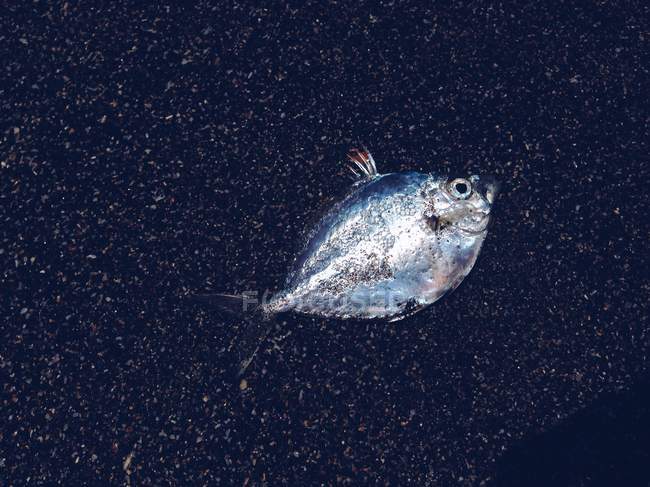 Raw fish on black slab, copy space — Stock Photo