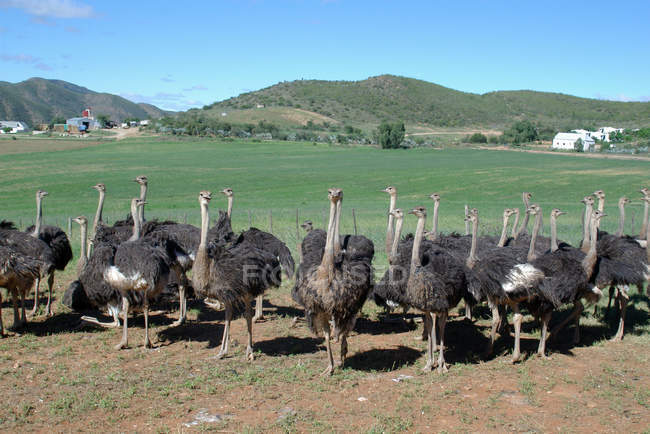 Vista panorâmica do rebanho de Avestruzes no campo, Cabo Ocidental, África do Sul — Fotografia de Stock