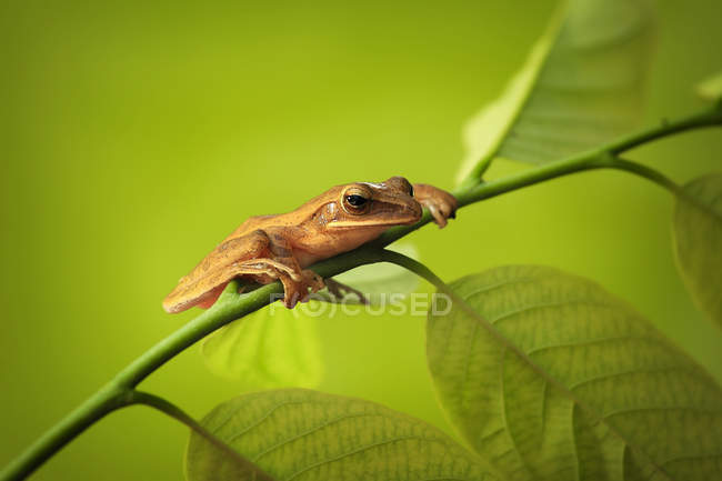 Frog sitting on branch, blurred background — Stock Photo