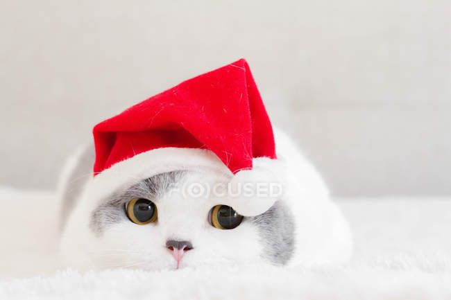 Retrato de un gato de taquigrafía británico acostado en una alfombra con sombrero de Navidad - foto de stock