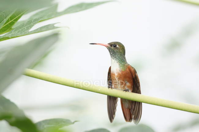 Vista de cerca del lindo colibrí sentado en la planta verde - foto de stock