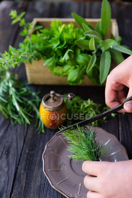 Manos humanas cortando hierbas frescas con tijeras - foto de stock