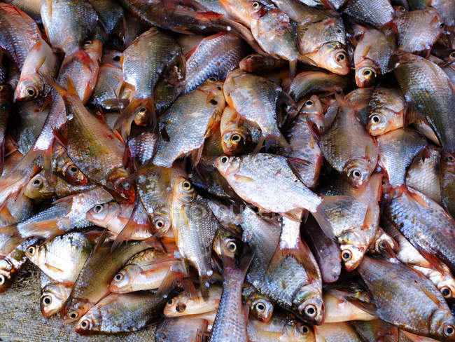Closeup of fishes in heap at market — Stock Photo