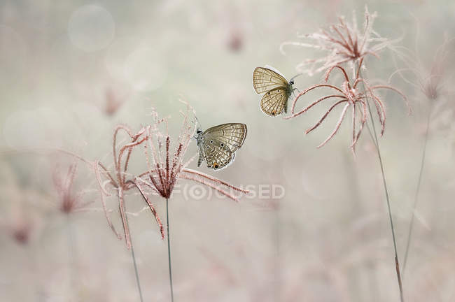 Nahaufnahme von zwei Schmetterlingen, die auf Pflanzen sitzen — Stockfoto