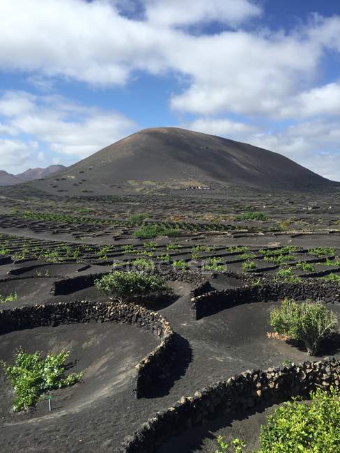 Majestosa vista das vinhas vulcânicas La Geria, Lanzarote, Ilhas Canárias, Espanha — Fotografia de Stock