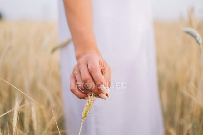 Imagem cortada de mulher em pé no campo de trigo tocando orelha de trigo — Fotografia de Stock