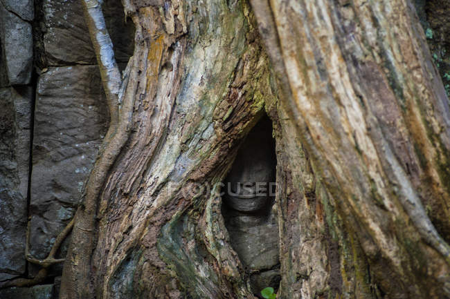 Nahaufnahme einer hinter einem Baum versteckten Skulptur, ta prohm Tempel, siem riep, Kambodscha — Stockfoto