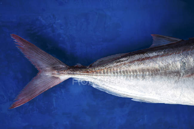 Крупним планом риб'ячим хвостом на синьому фоні — стокове фото