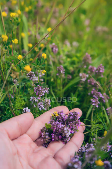 Abgeschnittenes Bild weiblicher Hand beim Pflücken von Lavendelblüten — Stockfoto