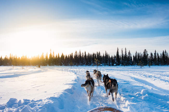 Dog sledding in the morning, Lapland, Finland — Stock Photo