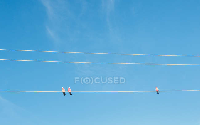 Lindos pássaros sentados em fios elétricos com céu azul claro — Fotografia de Stock